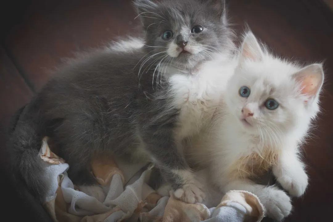>> Os ‘irmãos’ gatinhos têm pouco mais de um mês de vida