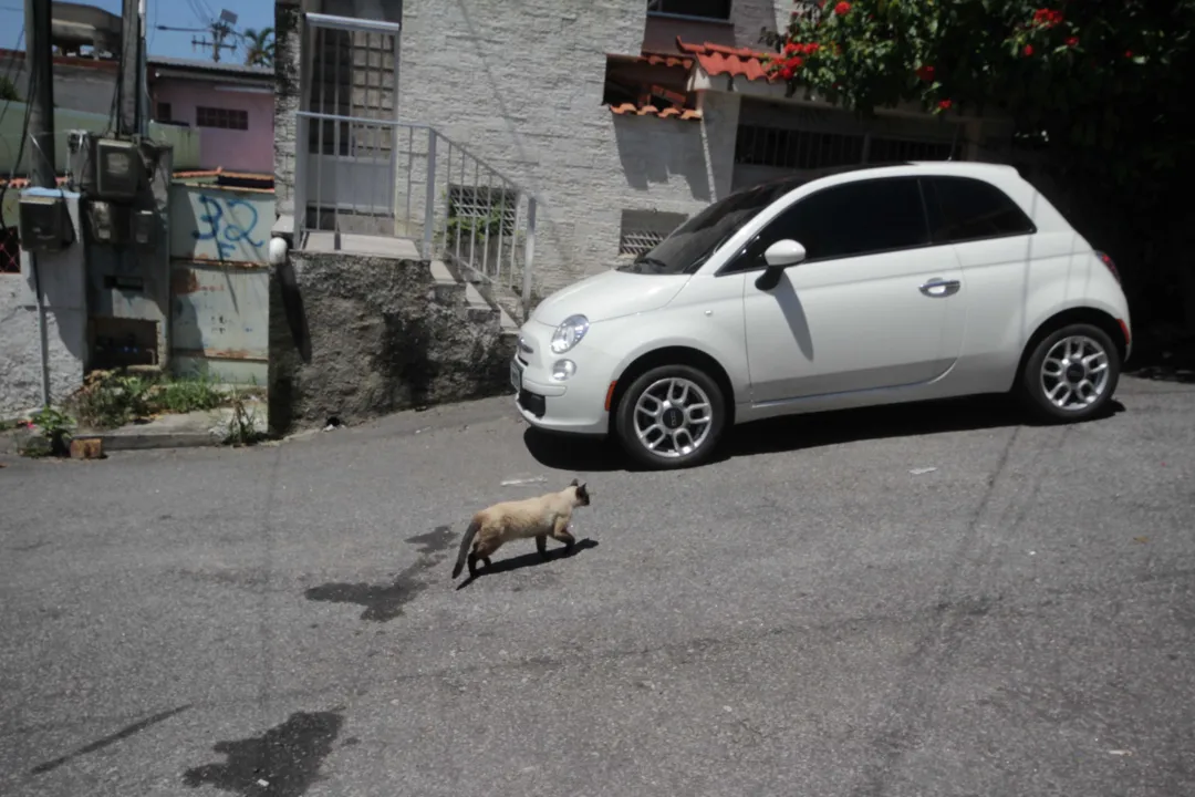 Seis gatos foram mortos nos últimos 30 dias