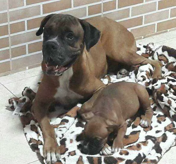 >> Junior (à esquerda) fugiu de casa na noite do último dia 25
