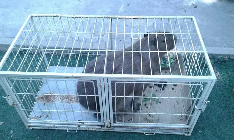 Se o animal estiver ferido, vai para uma instituição especializada. Do contrário, é reintegrado ao seu habitat.
