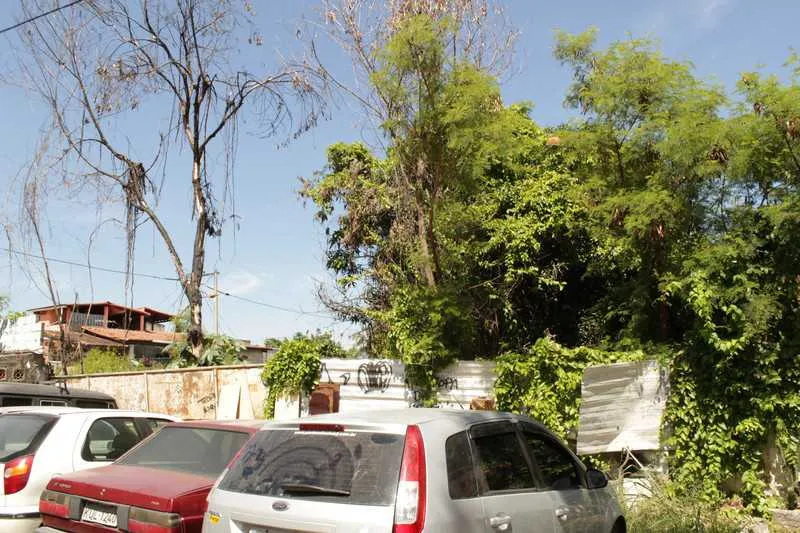 Além do aedes aegypti, terreno atrái ratos e baratas