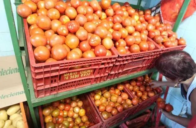 >> O tomate é novamente o vilão da cesta básica, com alta de 75,7%