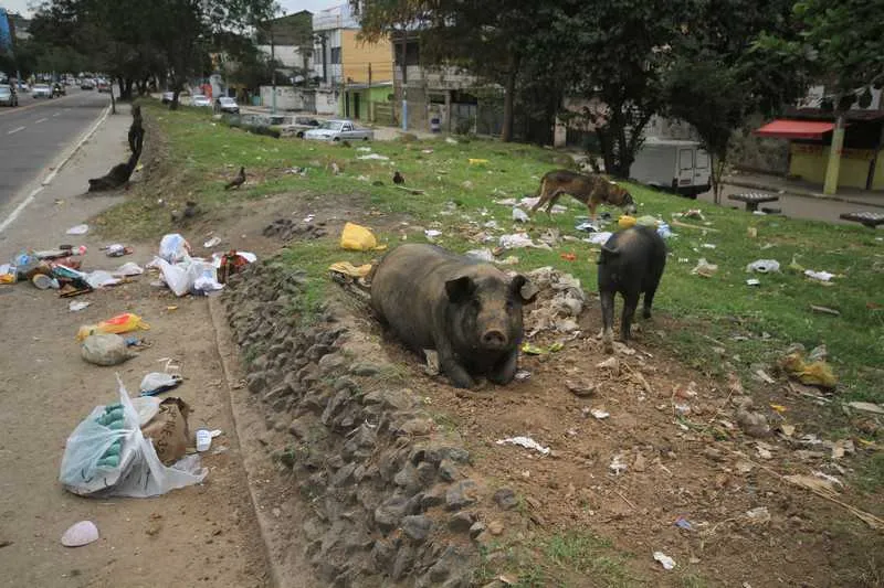  Moradores da região contam que a ‘porca mãe’ está prenha pela 2ª vez desde que apareceu no local