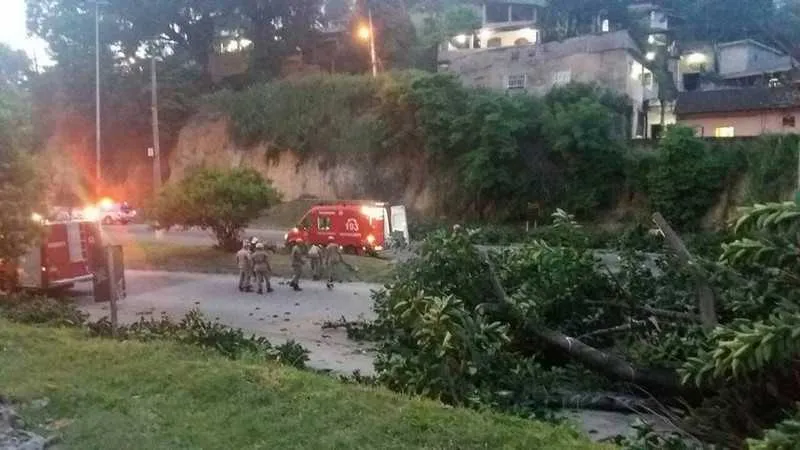 Bombeiros trabalharam na retirada dos galhos