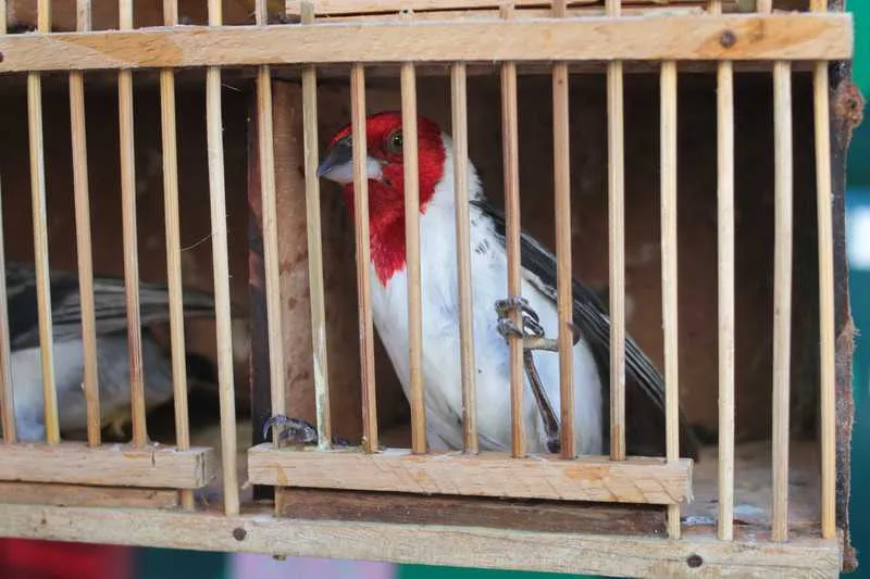 Animais serão reintegrados a fauna silvestre