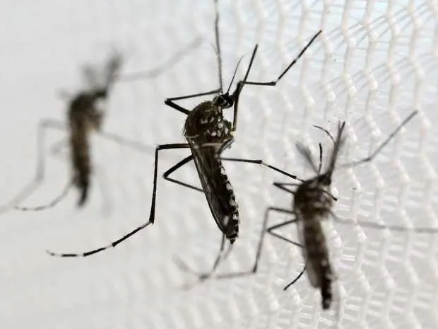 
População tem que continuar na vigília ao mosquito Aedes aegypti