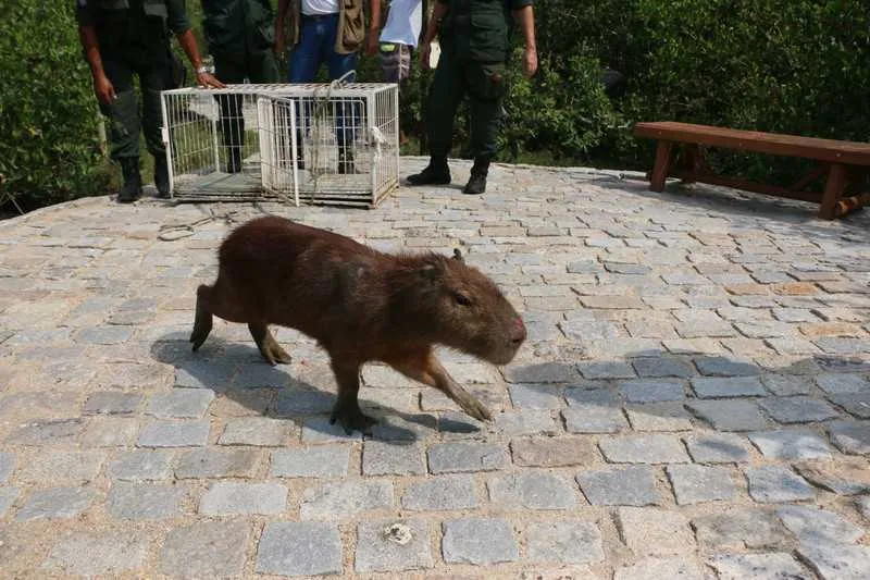 Animal foi solto na natureza nesta quarta-feira