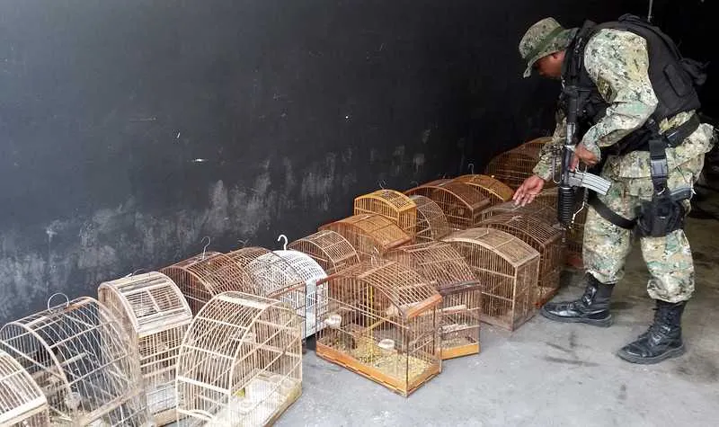 >> Pássaros estavam em gaiolas, numa residência de Vista Alegre