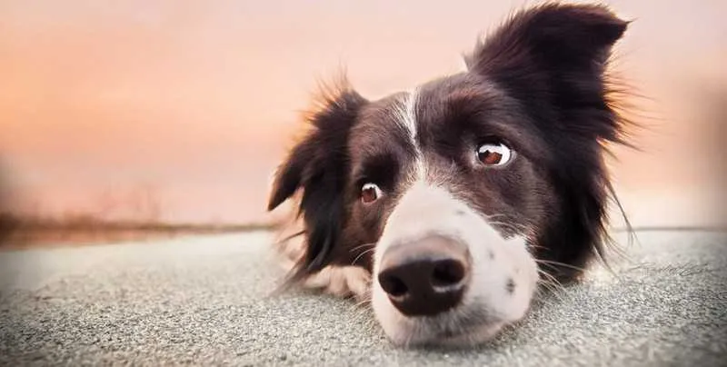 Projeto vai se tornar um importante instrumento para a defesa dos animais