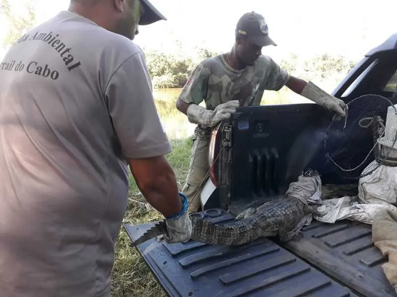 O animal é da espécie Jacaré-açu e foi levado para uma lagoa para ser solto