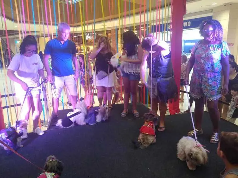 Ao todo, 87 animais ganharam uma nova casa