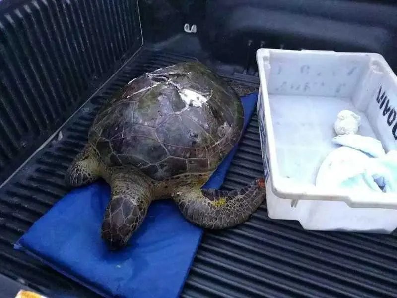 Animal estava com ferimentos que foram causados pela hélice de uma embarcação