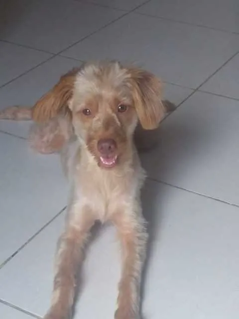 Cachorro estava desaparecido há nove dias 