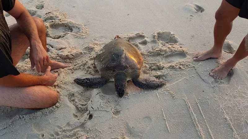 Após libertar o animal, os agentes apreenderam a rede, que foi levada para a 124ª DP (Saquarema). 