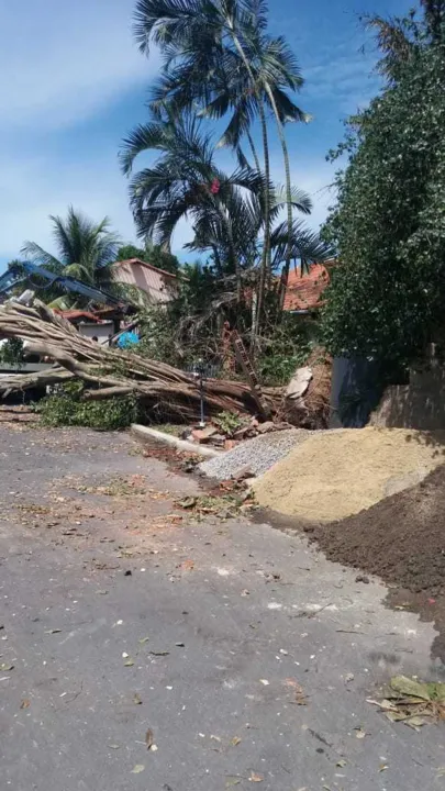 A queda de árvore danificou rede elétrica 