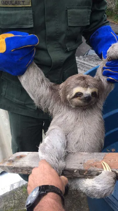 Bicho foi achado em Pendotiba