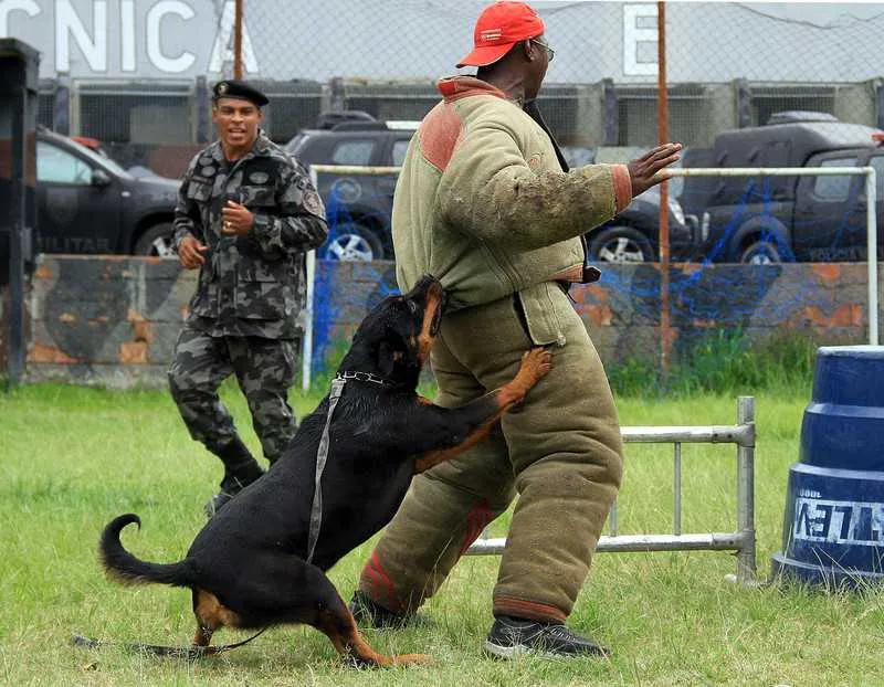 
Depois de aposentados, os cães podem ser adotados