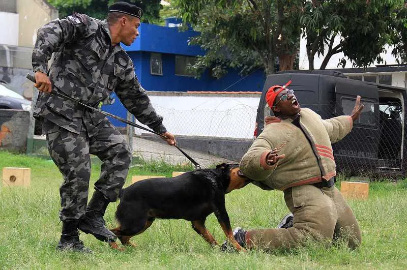Imagem ilustrativa da imagem Tropa canina coloca a polícia 'na cara do gol'