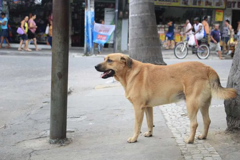 Muitos cachorros e gatos são abandonados nas ruas da cidade devido a constante reprodução 