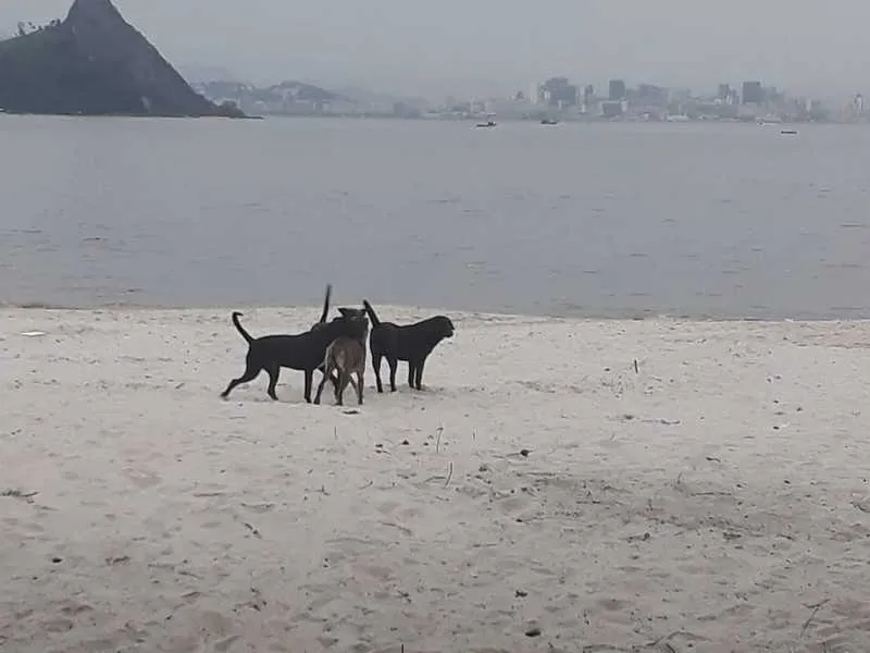 Caso foi registrado como omissão na guarda e cautela de animais