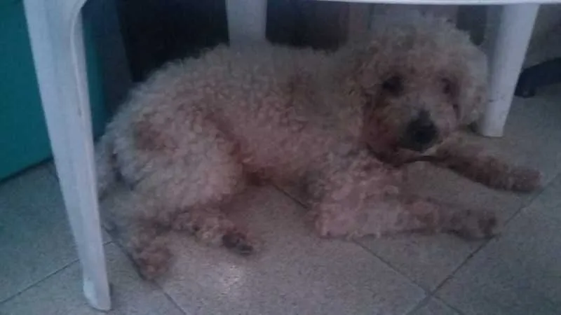 O cão está provisoriamente abrigado na casa da cabeleireira Sueli, em Maria Paula, que não tem condições de mantê-lo e pede ajuda