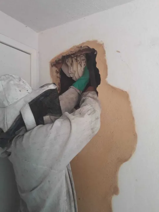 As abelhas fizeram a colmeia em parede 