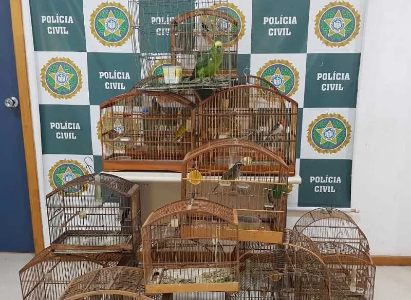 Ao todo, 16 aves foram apreendidas em quatro residências