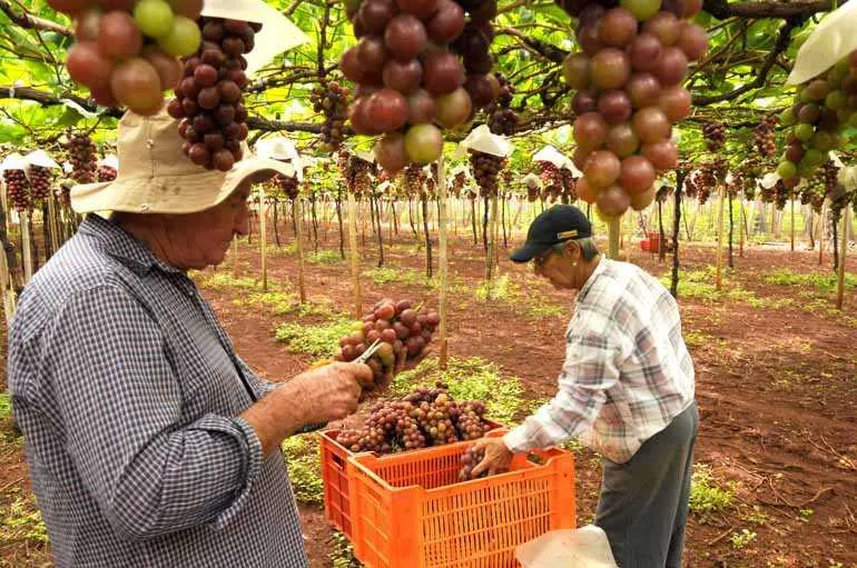  Governo libera verbas para agricultura