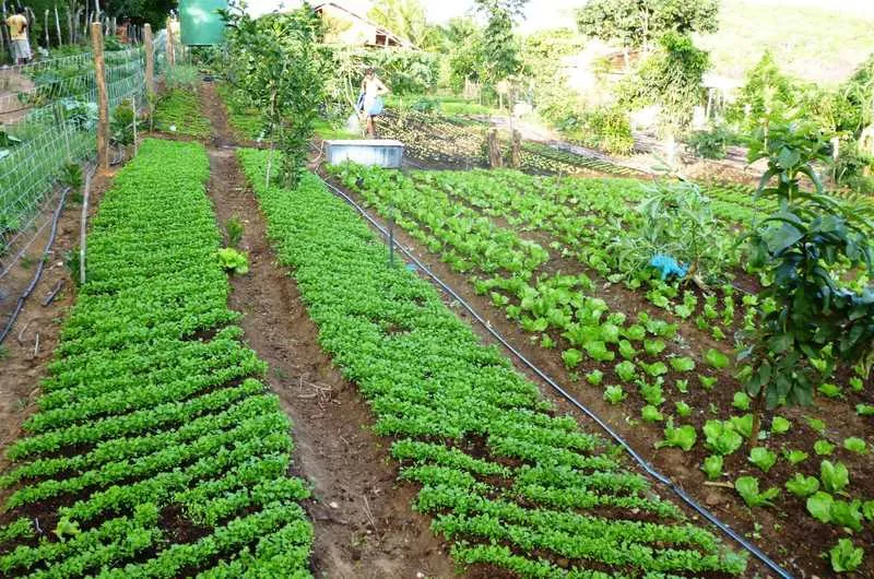 O governo municipal vai absorver os alimentos dos produtores rurais para a merenda escolar