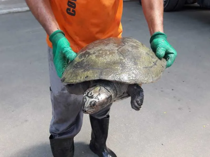Tartaruga marinha é encontrada por funcionários da Seconser no lago do Campo de São Bento