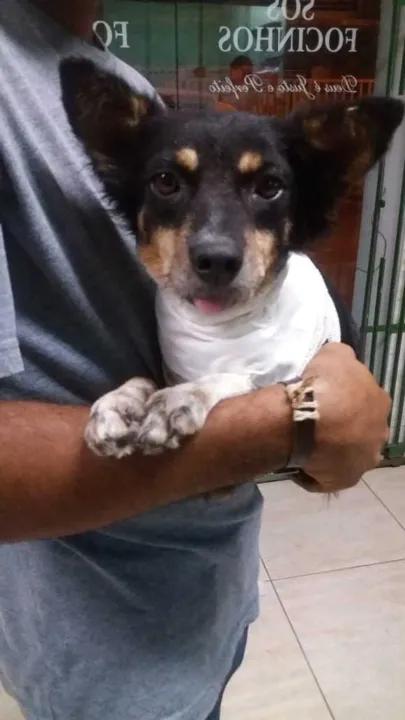  Cachorrinha foi atendida e teve a vida salva pela SOS Focinhos