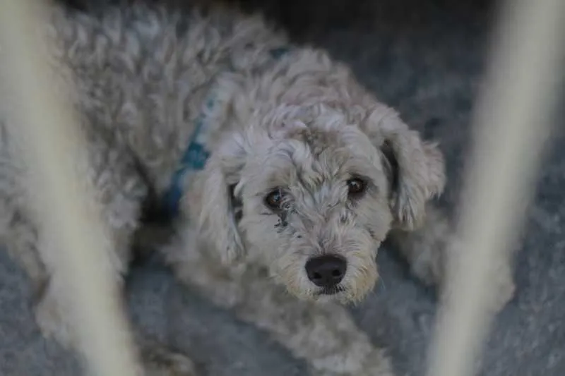 O poodle está em um condomínio no Colubandê