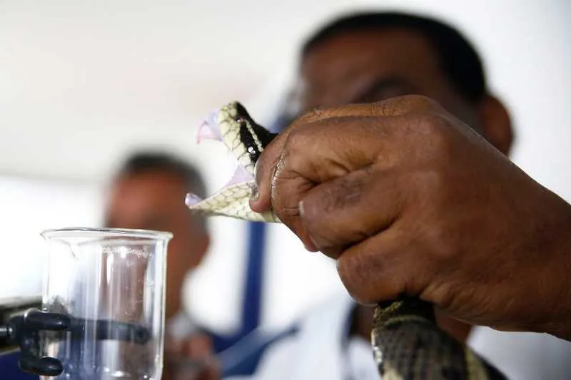 O Vital Brazil é um dos 21 laboratórios oficiais brasileiros, um dos quatro fornecedores de soros contra o veneno de animais peçonhento