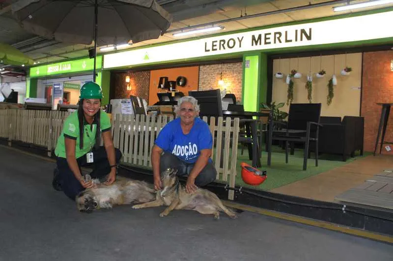Cadelas ficam nas dependências da Leroy Merlim e recebem muito carinho dos funcionários da loja
Dona Gloria de blusa azul
Jacqueline de blusa verde