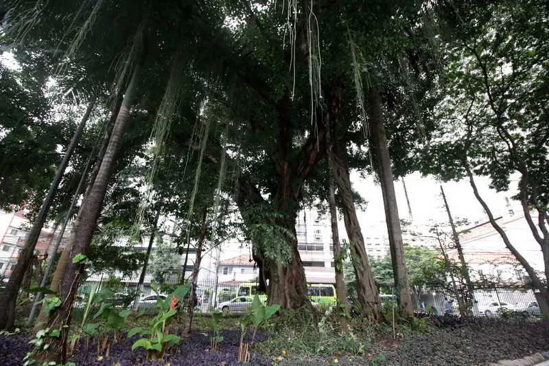 A Secretaria de Meio Ambiente já recebeu 77 imagens