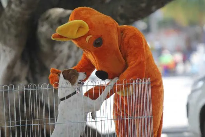 Imagem ilustrativa da imagem Seminário de Bem-Estar Animal acontece em Maricá