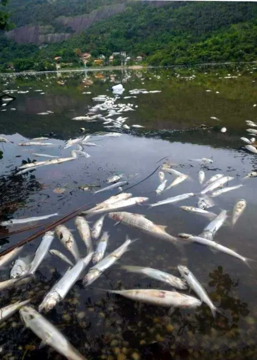 Mortandade de peixes na Lagoa de piratininga