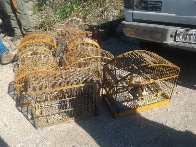 Imagem ilustrativa da imagem Pássaros silvestres são encontrados em cativeiro