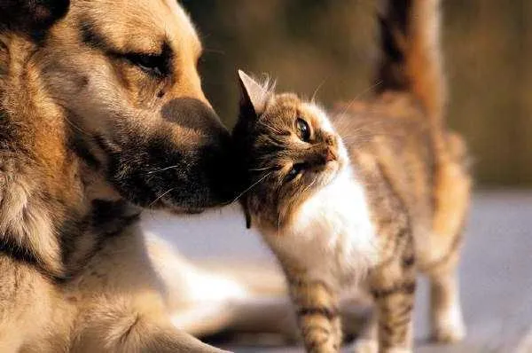  Evento será amanhã na Coordenadoria de Proteção Animal