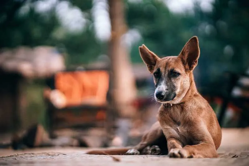O texto define os tipos de animais e suas funções sociais, como silvestres, domésticos, entre outros