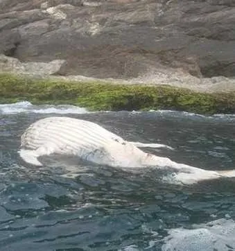 O mamífero deve ser retirado do mar e levado para análise.

