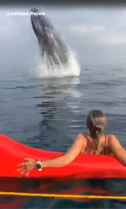 A baleia se aproximou e deu dois saltos diante do grupo
