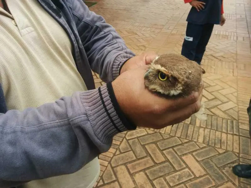 Coruja-buraqueira (Athene cunicularia)