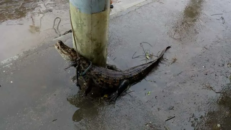 Depois de ter sido capturado na Rua 10, o jacaré foi amarrado e depois morto por populares