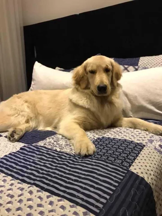 Os familiares procuram a cadela Mel, da raça Golden retriever