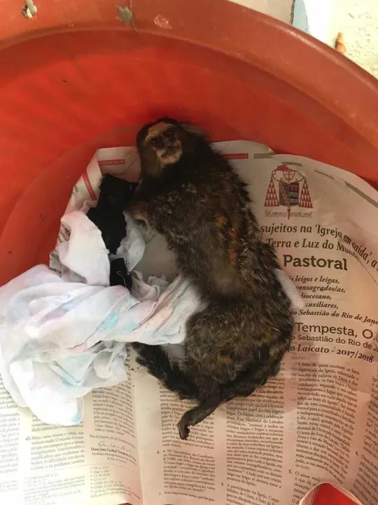 Animal está sendo cuidado por uma moradora