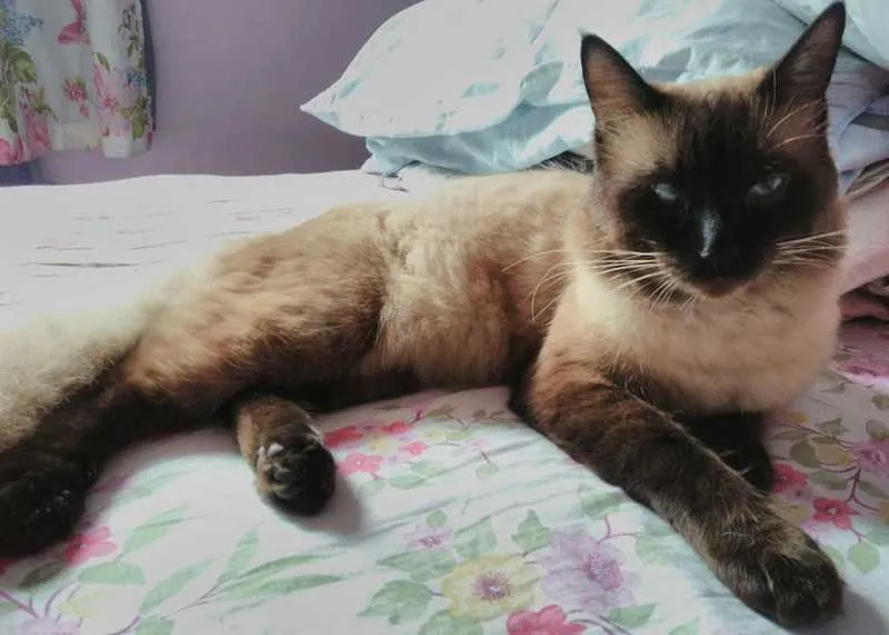  Outro caso de animal desaparecido na região é do gato siamês Prince, próximo ao Clube Tamoio
