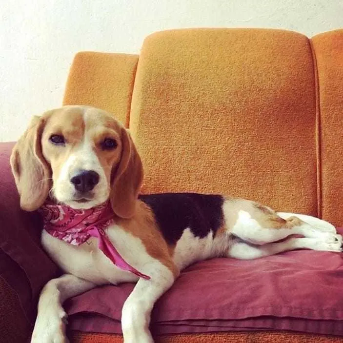 A cadela tem 11 meses de vida e é castrada 