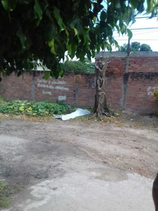 Fios teriam arrebentado devido a queda de uma árvore após ventania