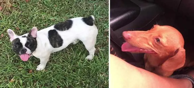 Animais finalmente voltaram para casa